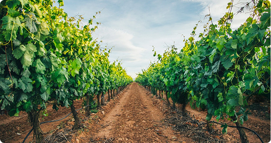 Vineyard